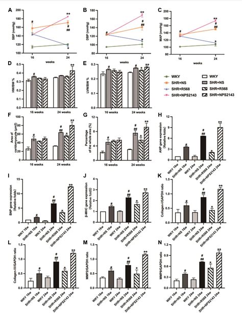 Figure 1 From Calcium Sensing Receptor Mediated Macrophage Polarization