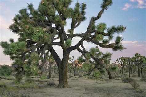 Early Morning Autumn Light On One Of The Largest Joshua Trees In