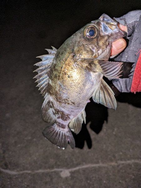 渋い 兵庫県瀬戸内海側 大蔵海岸 メバリング メバル 陸っぱり 釣り・魚釣り 釣果情報サイト カンパリ