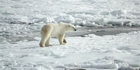 The Reality of Polar Bears in Norway: An Evidence-Based Examination ...