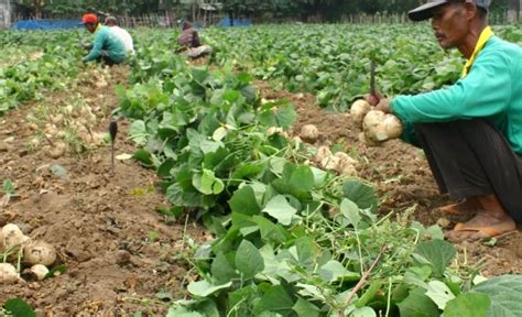 Cara Budidaya Bengkoang Organik Yang Baik Dan Benar Faunadanfloracom