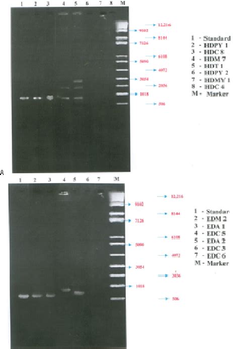 Characterization Of Nif Genes Of Heterotrophic And Endophytic