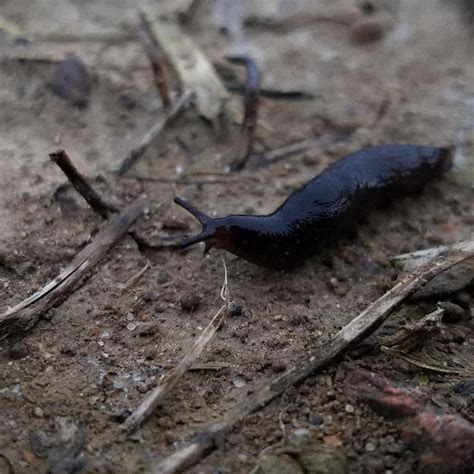 Biology And Management Of Slugs In Strawberries Southern Region Small