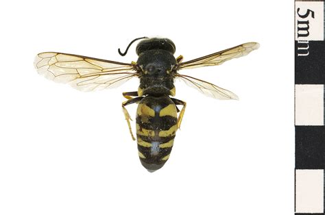 Black And White Digger Wasp, Sphecid Wasp | Smithsonian Institution