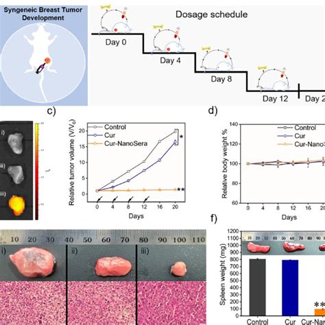 Tumor regression profile. (a) Tumor development and dosage schedule ...