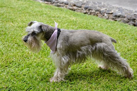 schnauzer dog schnauzer images pixabay