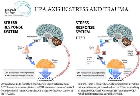 Neurobiology Of Stress And Resilience