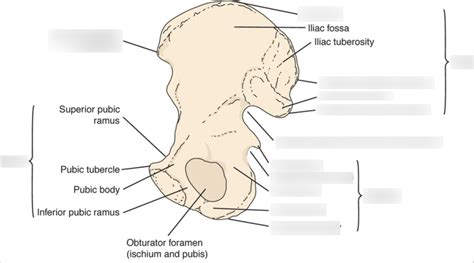 Exs Sacroiliac Joint Diagram Quizlet