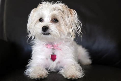 25 Cute Morkie Haircut Ideas - All The Different Types and Styles