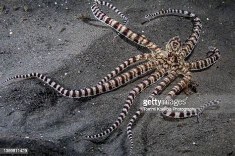 520 Octopus Camouflage Stock Photos, High-Res Pictures, and Images ...