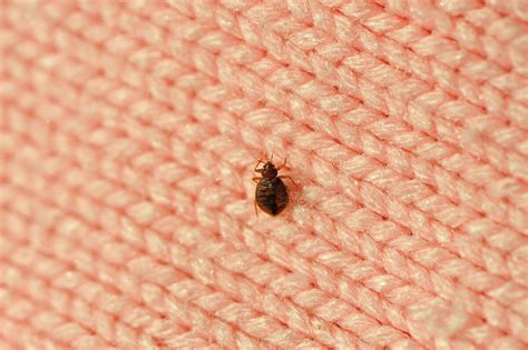 Top Ways To Avoid Bringing Bed Bugs