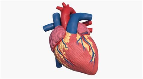 Modelo D Anatomia Del Corazon Humano Turbosquid Sexiz Pix