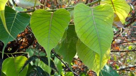 A Close Up Shot Of A Sacred Fig Ficus Religiosa Leaf It Is Also Known