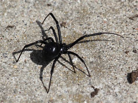 Western Black Widow Latrodectus Hesperus Bugguidenet