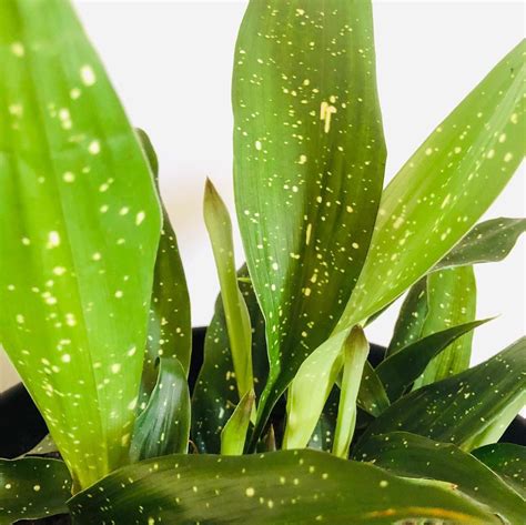 A Tiny Jungle On Instagram Milky Way Cast Iron Plant Aspidistra