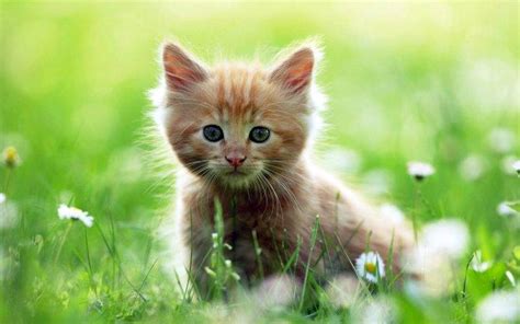 Awesome Cute Baby Cat Wallpapers HD / Desktop and Mobile Backgrounds