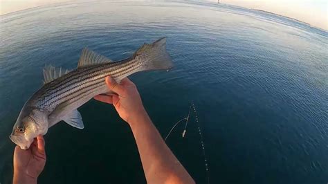 Peconic Bay Slam Striper Bluefish Weakfish And 85 Pound Fluke In