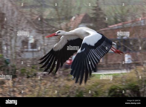 White Stork In The Air Alsace France Stock Photo Alamy