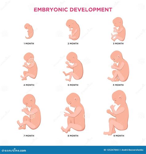 Embryonale Ontwikkelings Maand Na Maand Cyclus Van Tot Maand Aan