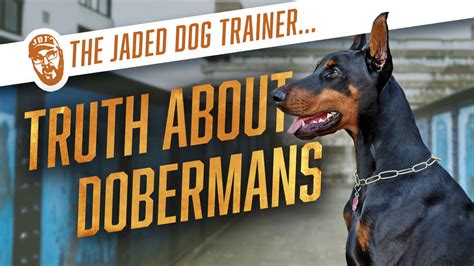 Are Dobermans Used As Police Dogs