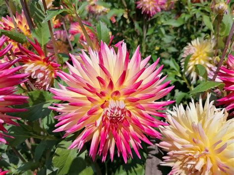 Insel Mainau Dahliengarten Blume Dahlie Stkone Flickr