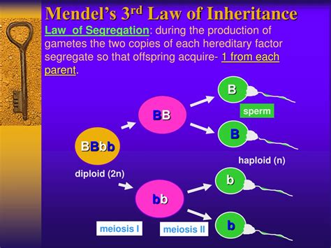 PPT Gregor Mendel Genes Alleles Genotype Phenotype Homozygous