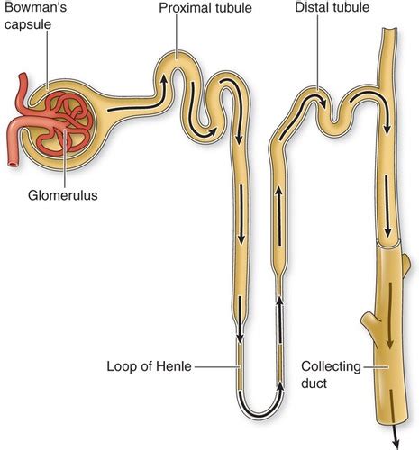 Chp 22 Patho Renal Disorders Flashcards Quizlet