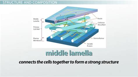 Plant Cell Wall Layers