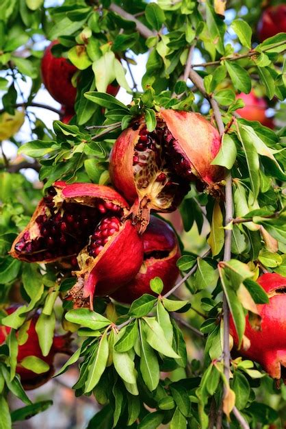 Premium Photo Ripe Cracked Pomegranate Fruit In The Garden Close Up