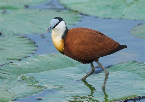 African Jacana