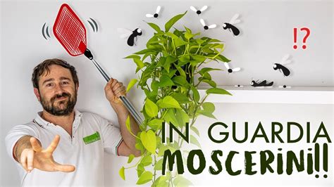 Come Sbarazzarsi Dei Moscerini Nelle Piante In Casa Giardino Del