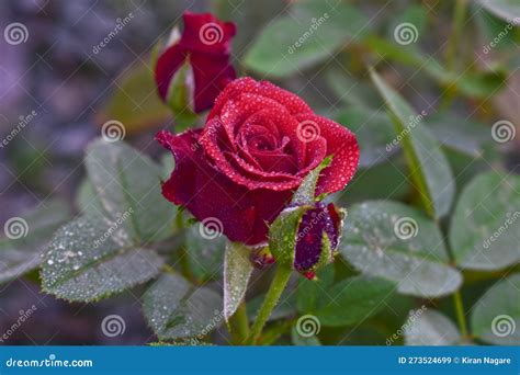 Red Rose on a Tree in the Garden, Beautiful Red Rose in the Garden ...