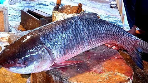 Fastest Live Big Rohu Fish Rohu Fish Cutting Skills Giant Rohu Fish