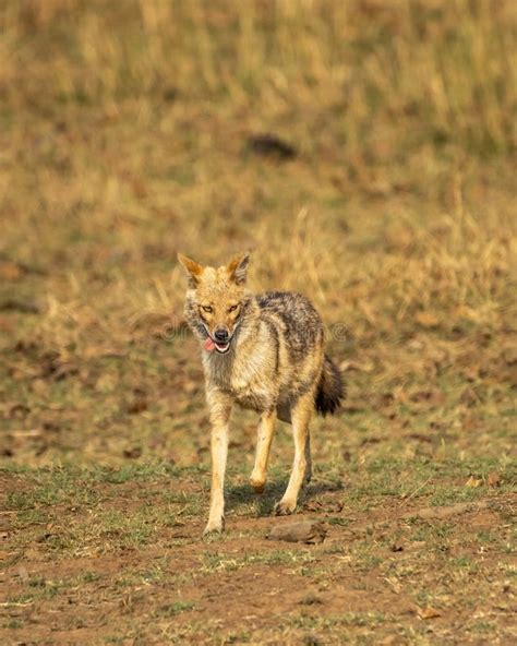 Golden Jackal Or Canis Aureus In Action Running Head On In Grassland In