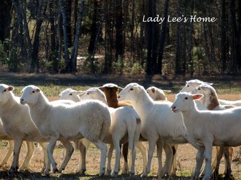 Border Collie Sheep Herding - Lady Lee's Home