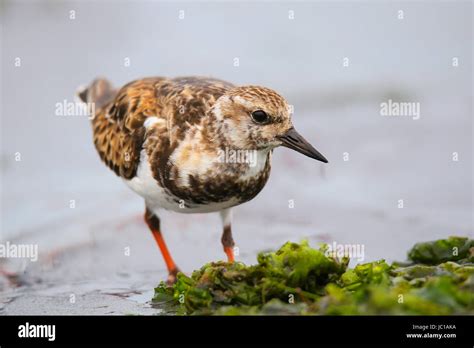 Ruddy Turnstone Arenaria Interpres On The Beach Of Paracas Bay Peru