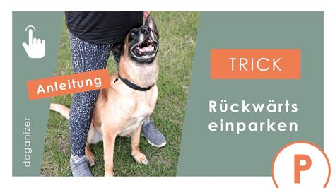 Hund Rückwärts einparken schnell beibringen TRICK Online