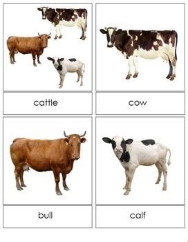 Farm animal families Montessori 3-part cards by I believe in Montessori