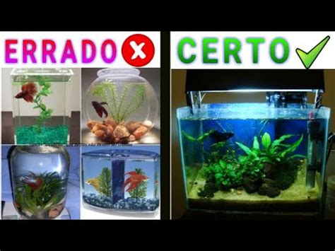 Como Criar Peixe Betta Em Aqu Rio Youtube