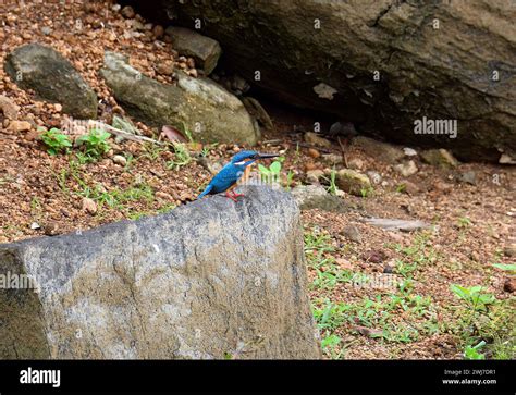 Common Kingfisher Eisvogel Martin P Cheur D Europe Alcedo Atthis