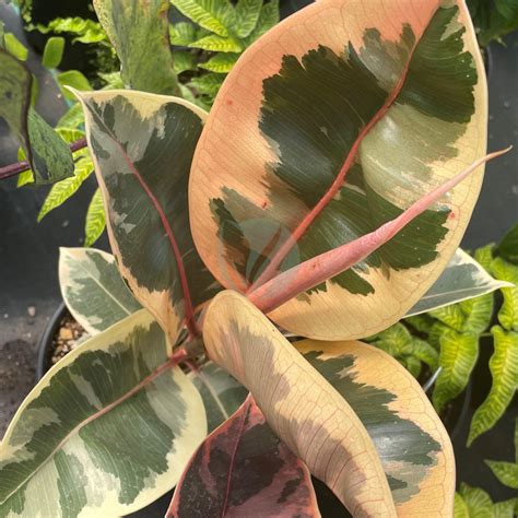 Ficus elastica variegata panaché caoutchouc Clorofila