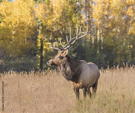 Wary Wapiti - A very large 6x6 point bull elk (wapiti) watches over his ...