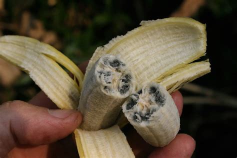 Musa Acuminata Subsp Burmanica 050113 4904 Thailand Dip Flickr