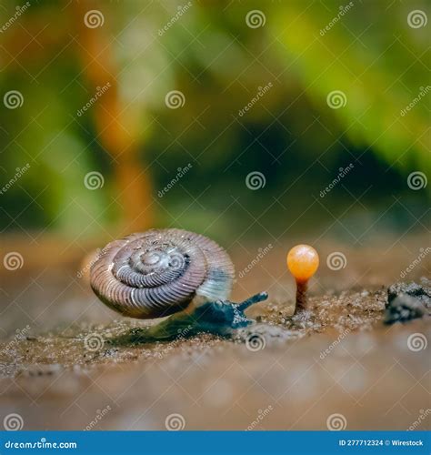 Un Caracol Se Arrastra Por El Suelo Mientras Pasa Foto De Archivo