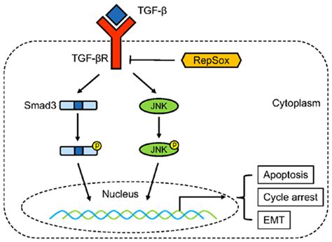 Schematic Representation Of How Repsox Induces Cell Cycle Arrest And Download Scientific