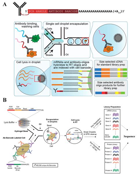 Single Cell Sequencing Analysis