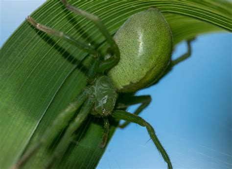 Green Huntsman Spider by svartek on DeviantArt