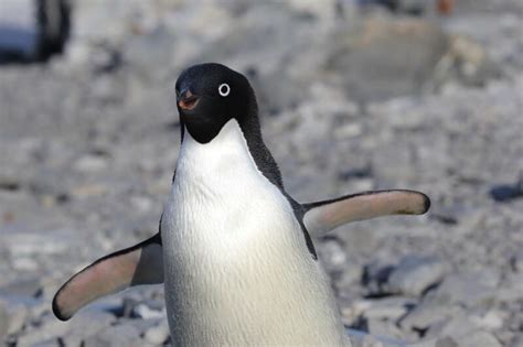 18 Different Types of Penguins