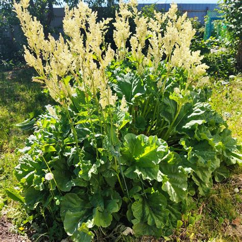 Ревень картинка растение (58 фото)