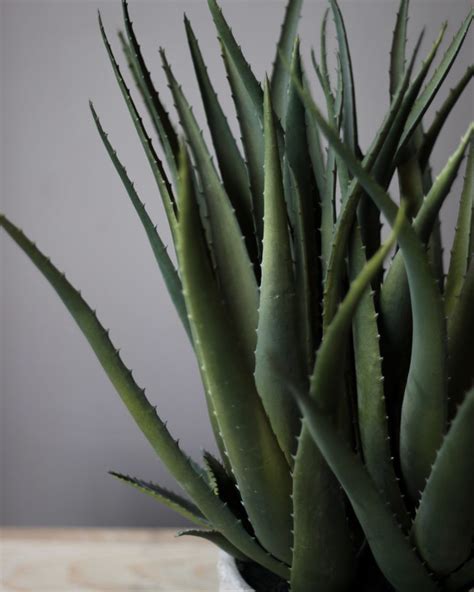 Large Spiky Aloe Vera In Grey Cement Pot | Plants & Flowers | Shop Now